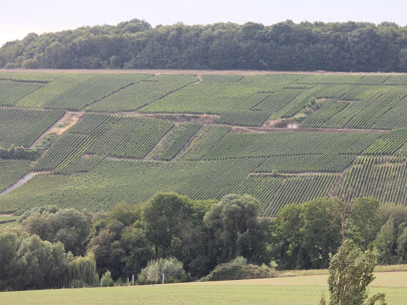 Custom Planned 2 Day Champagne Vineyard Tour with Private Driver