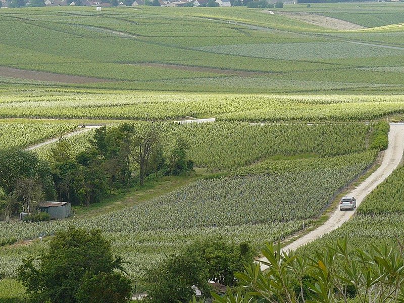 Celebrate in Champagne – Custom Planned Visits, Tastings & Lunch