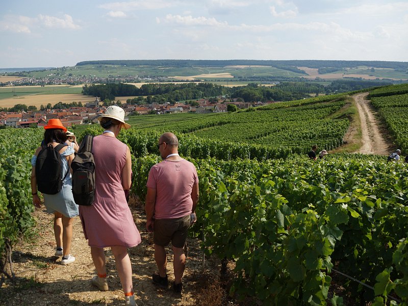 Gourmet walk in the heart of the vineyards with Champagne tasting near Epernay