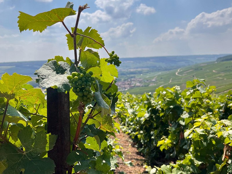 Discover Champagne in half a day in a Van
