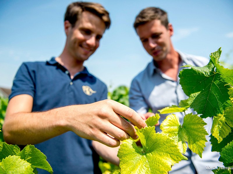 Private Champagne tour, family growers and lunch