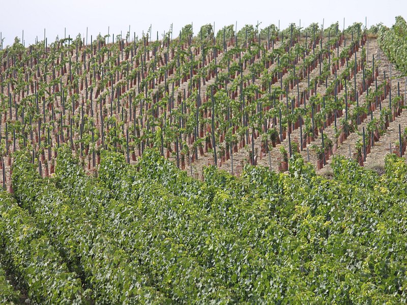 Private Half Day Champagne Tour  3 Family Vineyard Visits