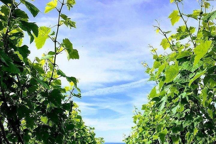 Champagne Lamiable: From the Vineyard to your own bottle full experience